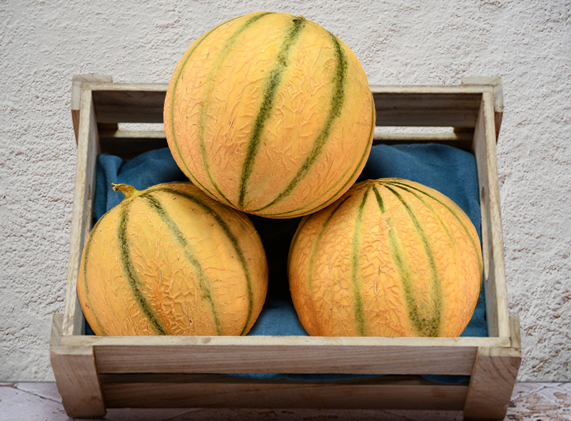Les Jardins du Petit Depot Charentais Melon 800g/900kg 1pc